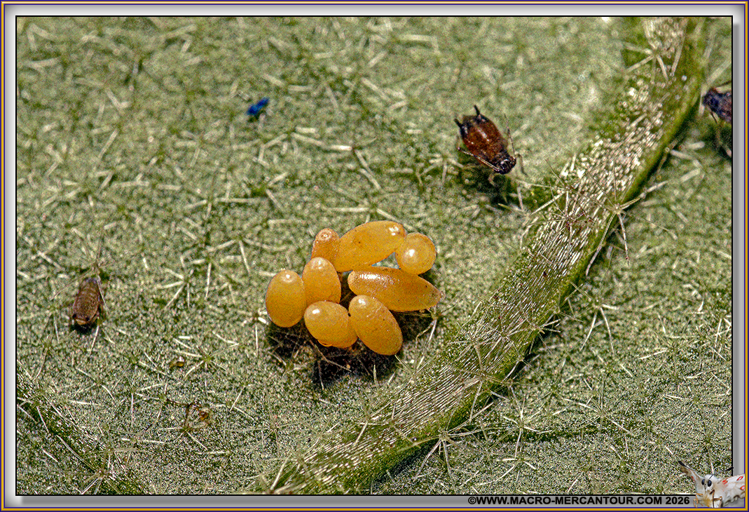 OEUFS d'insectes